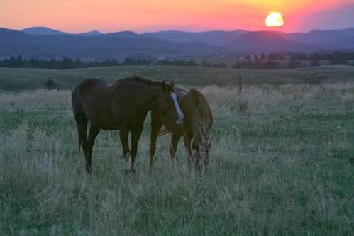 sunset horses black south hills dakota