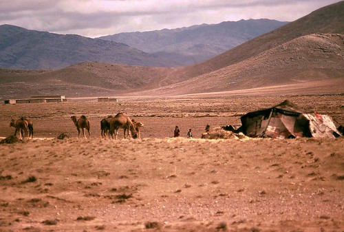 travel afghanistan camels nomads kuchis pjwar kuchinomads