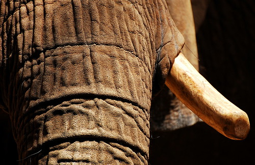 elephant nikon african ivory trunk pittsburghzoo tusk loxodonta africana d40 nikon70300mmvr