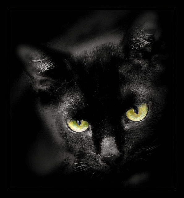 853 Black Cat 1