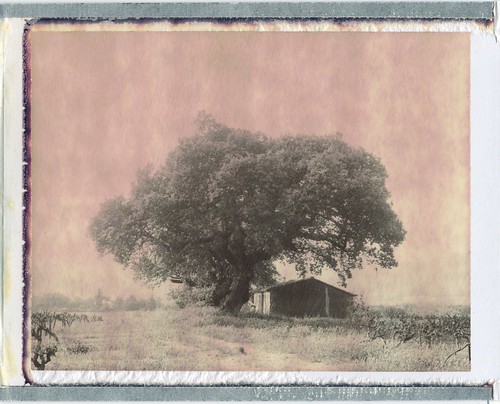 old pink france tree vintage polaroid vines hut provence polaroid600se chocolatefilm