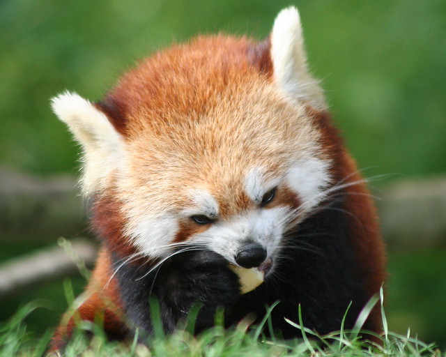 This Adorable Red Panda Cub Is Adorably in Need of Some Key State Governments