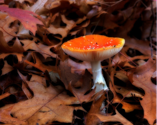 orange brown mushroom leaves wishiwasanotter