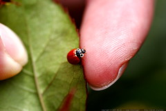 a ladybug on rachel's index finger    MG 8103 