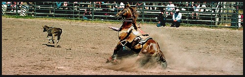 horse rodeo ennis dust calf wrangling loh wrangle ennisrodeo