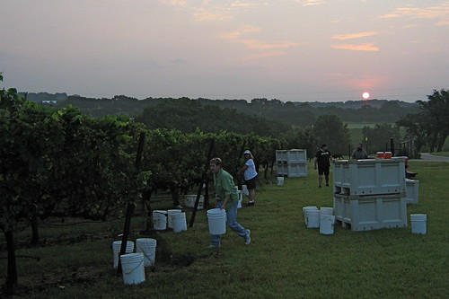 vineyard texas harvest grapes 2007 lagovista flatcreekestate