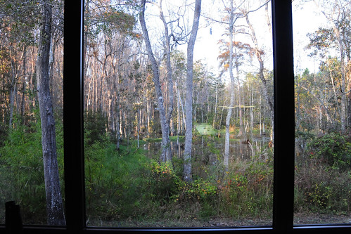 nature view swamp dentist day322 project365 novacain project36612010 wheresshreck project365181110 project36518nov10 day10531096