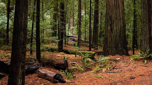 northerncalifornia redwoods mendocinocounty legget