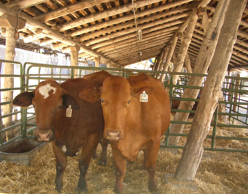 bred-heifers2.jpg