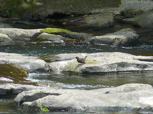 bird japan river lumix panasonic miyazaki dipper browndipper sekinoofalls kawagarasu sekinoo