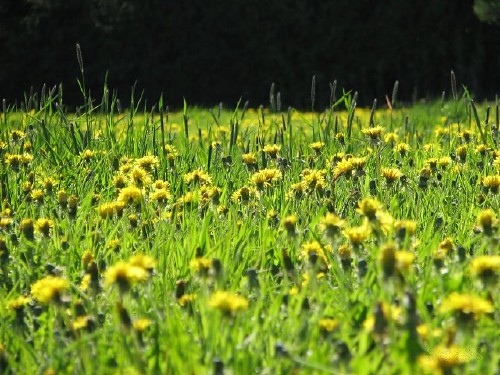 summer field finland dandelion taraxacum officinale voikukka urjala