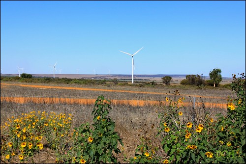 flowers yellow rural landscape australia westernaustralia windturbine windfarm windpower renewableenergy walkaway mynewcamera vestas alinta