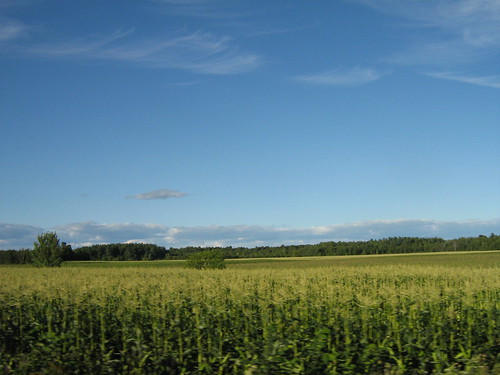 summer field corn champs été 2007 maïs mimosamichemichelle michellebéchardlalonde ⌘⌘montérégie ⌘⌘⌘⌘canada ⌘⌘⌘québec
