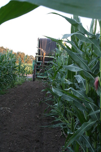 sunset oregon corn farm