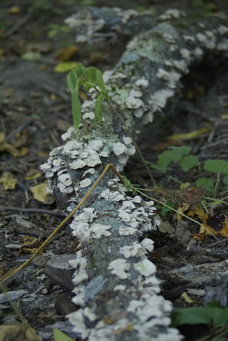 tree fungus lackawannalake