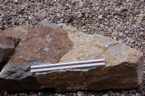 arizona nature rock mineral brachiopod fossils crinoid