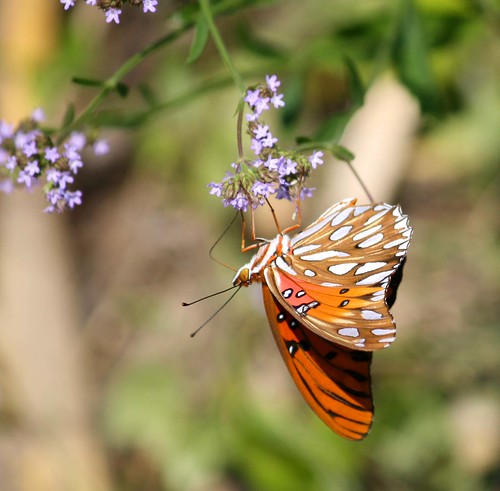 butterfly fritillary gulffritillary