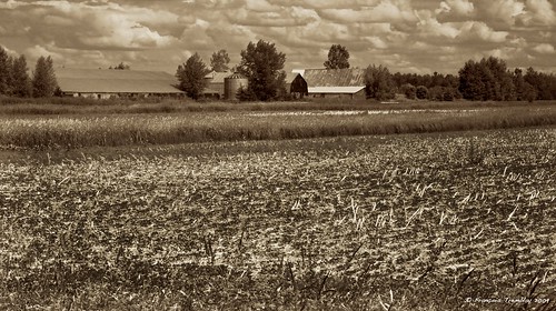 blackandwhite canada field sepia landscape quebec farm québec sépia summerlandscape steannedesorel paysagessépia