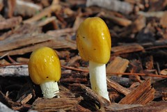 Egg yolk fungus and other treats