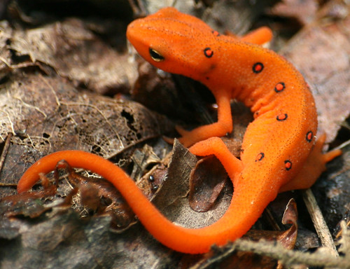 Red-spotted newt (Notophthalmus v. viridescens)