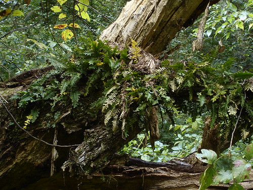 fern tennessee polypodiaceae epiphyte marioncounty polypody pleopeltis pleopeltispolypodioides ressurectionfern geo:lat=35087906 geo:lon=85391471