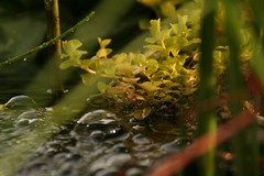 Water garden - Photo of Émagny