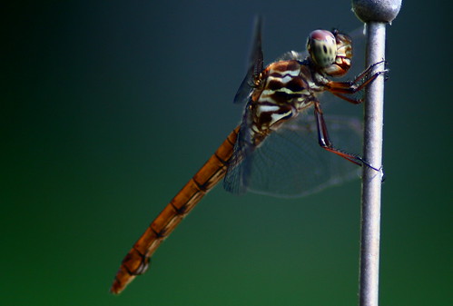 brown macro insect wings colours dragonfly greeneyes spotted aplusphoto