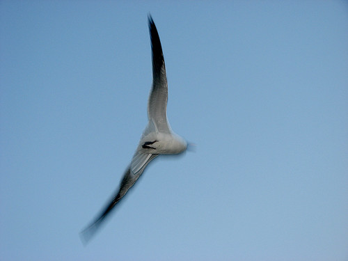 galveston bird beach island evening us texas gull flash flight