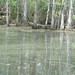 Alligator Canal   DSCN1693
