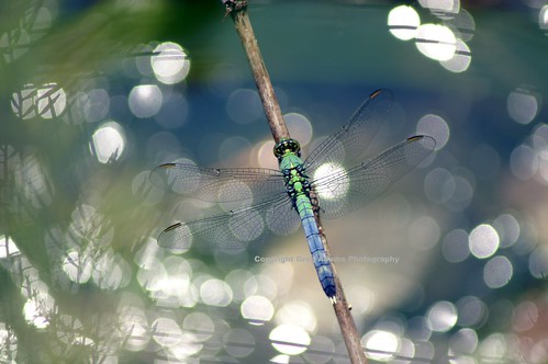 blue water creek reflections insect spring warrington bravo dragonfly pennsylvania pa viewlarge nophotoshop 2007 hvcc buuf specnature specanimal hhsc2000 specinsect littleneshaminycreek hm5411