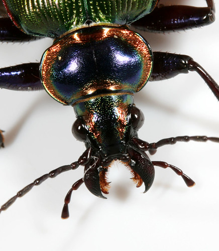 insect beetle northcarolina fieldtrip piedmont fierysearcher coleoptera carabidae calosoma calosomascrutator dnhs20070818 taxonomy:binomial=calosomascrutator