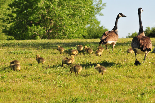 park family canada creek geese goose goslings kansas wichita chisholm chisholmcreekpark