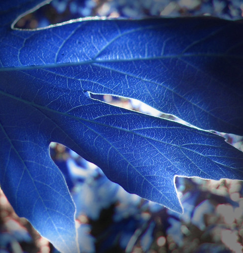 life blue black macro tree nature leaf glow dof bayarea imagined freakofnature calaverasbigtrees interestingness89 blueleaf i500 areblueberriesconsideredblueorpurple notenoughbluefoodinthisworld top20everlasting