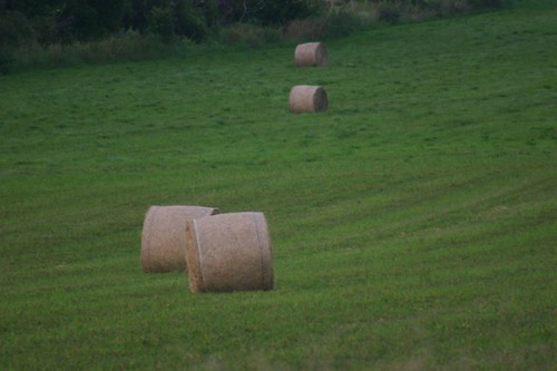 sunset sun bird clouds golden weeds farm straw fields hay haybales countyside balesofhay hydroline cuthay