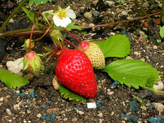 Ma 1ère fraise - Photo of Fuligny
