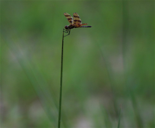 grass insect pond dof mud dragonfly bokeh straw bank indiana southernindiana hoosiernationalforest flyinginsect i64east