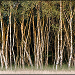 Silverbirch Trees