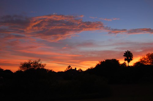 pink blue sunset red orange tree palm christi corpus