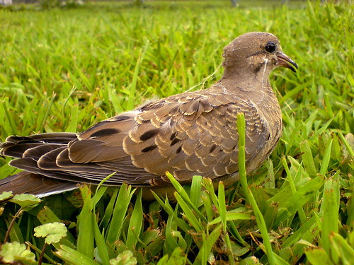 brown black macro eye colors grass fly flight beak feathers wv w810i