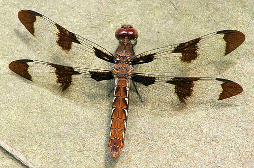 macro geotagged dragonfly