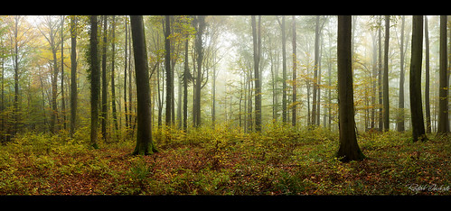 autumn light panorama fall fog