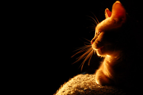 sunset black cat golden nikon warm relaxing kitty whiskers susie d40 bestofcats boc0807