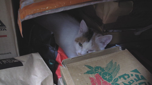 納戸に隠れる猫