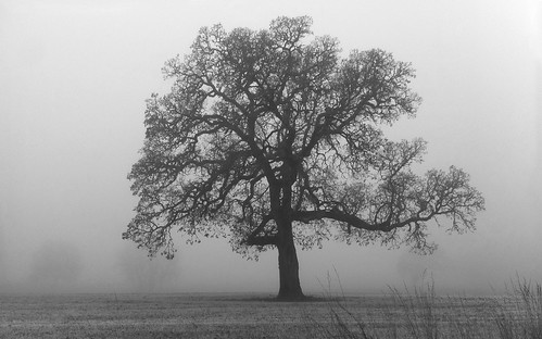 morning november autumn trees blackandwhite bw monochrome fog oregon rural landscape lost oak farm ghostly hillsboro 2010 iphone farmstead jacksonschool sentinals