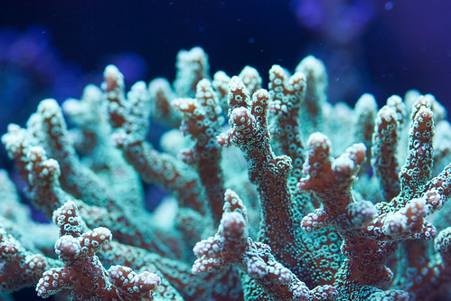 20d coral canon fishtank corals saltwater montipora atlantisaquariums