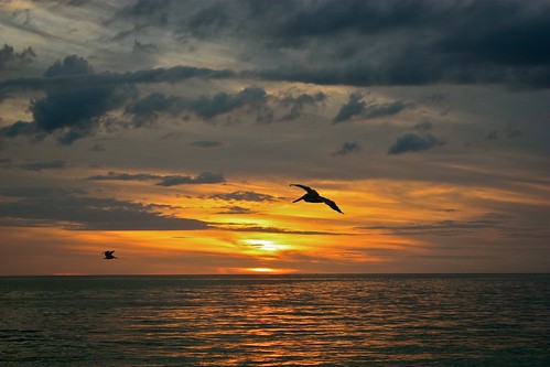 sunset sea holiday beach pelicans clouds outdoors warm florida fortmyersbeach bej