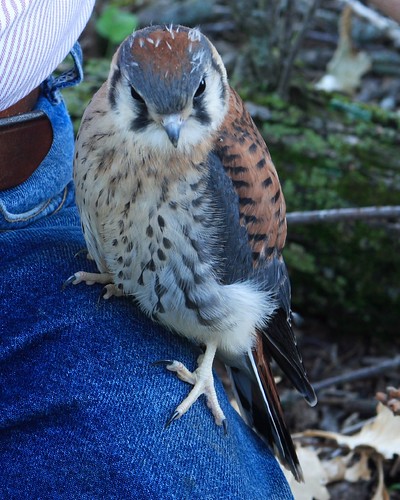 illinois hawk falcon americankestrel kestrel sparrowhawk funksgrove falcosparverius flickrsbest