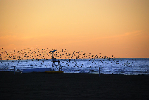 sunset sea sky usa lake ny ontario beach birds ilovenature nikon gulls rochester nikkor vr 18200mm d80