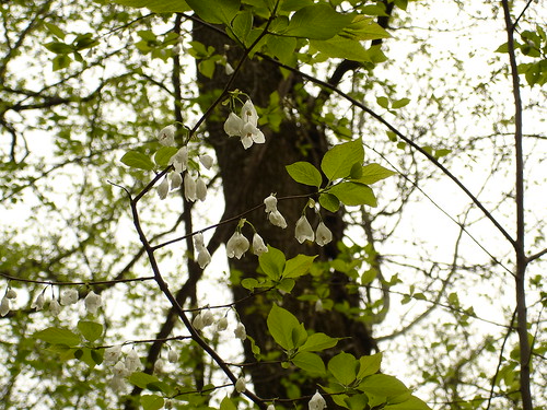 geotagged tennessee hamiltoncounty silverbell styracaceae halesia halesiatetraptera northchickamaugacreekgreenway geo:lat=351136 geo:lon=852285