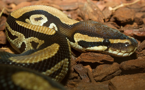Python regius - ball python